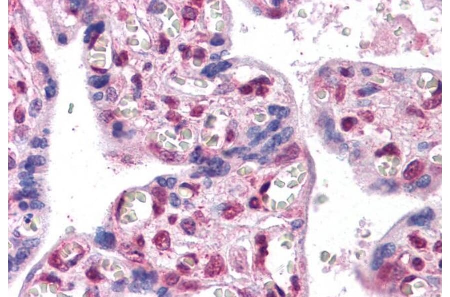 Immunohistochemistry - Anti-FOXP2 Antibody (A82615) - Antibodies.com