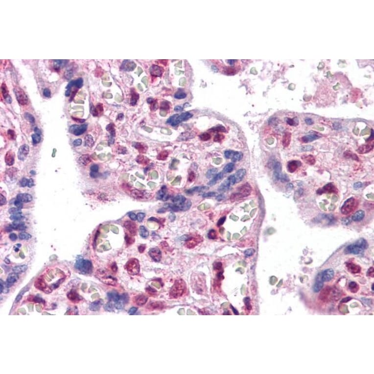 Immunohistochemistry - Anti-FOXP2 Antibody (A82615) - Antibodies.com