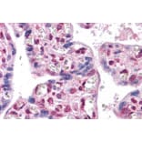 Immunohistochemistry - Anti-FOXP2 Antibody (A82615) - Antibodies.com