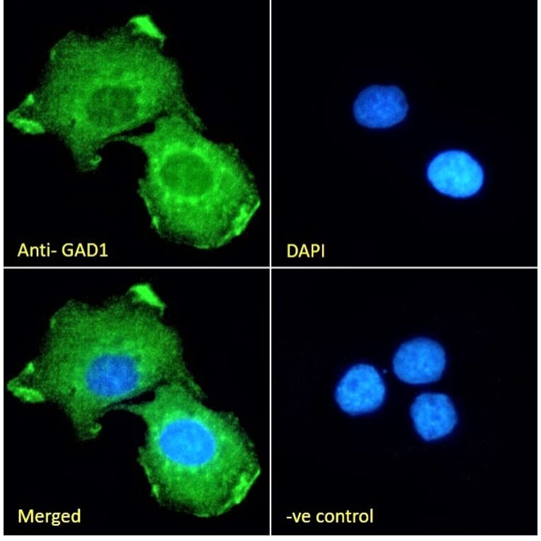 Immunofluorescence - Anti-GAD67 Antibody (A82616) - Antibodies.com
