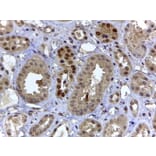Immunohistochemistry - Anti-HIF3 alpha/IPAS Antibody (A82617) - Antibodies.com