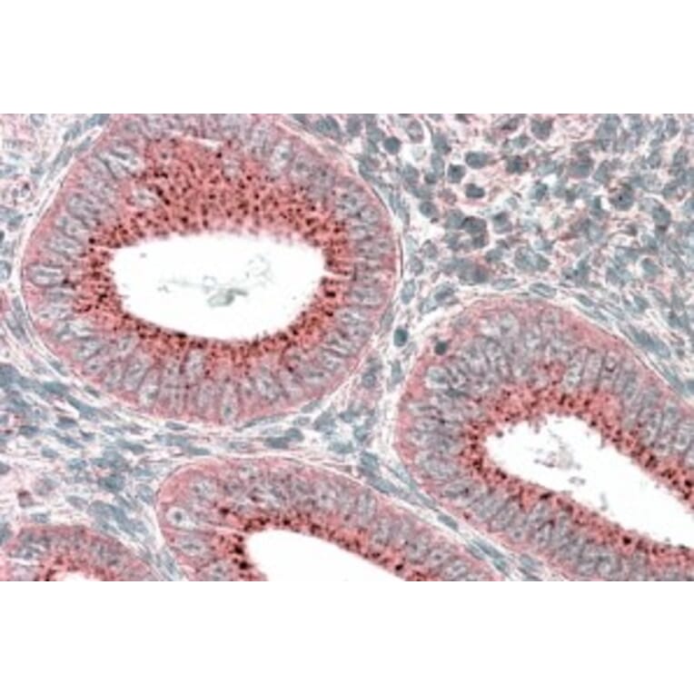 Immunohistochemistry - Anti-SNX1 Antibody (A82618) - Antibodies.com