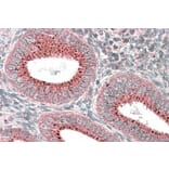 Immunohistochemistry - Anti-SNX1 Antibody (A82618) - Antibodies.com