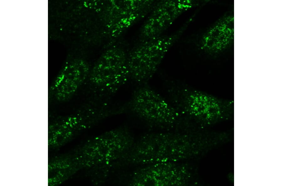 Immunocytochemistry - Anti-SNX1 Antibody (A82618) - Antibodies.com
