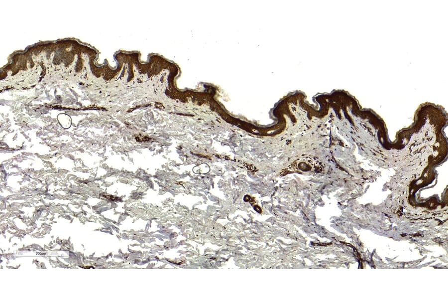 Immunohistochemistry - Anti-KDM2B Antibody (A82622) - Antibodies.com