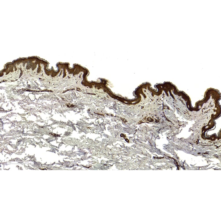 Immunohistochemistry - Anti-KDM2B Antibody (A82622) - Antibodies.com