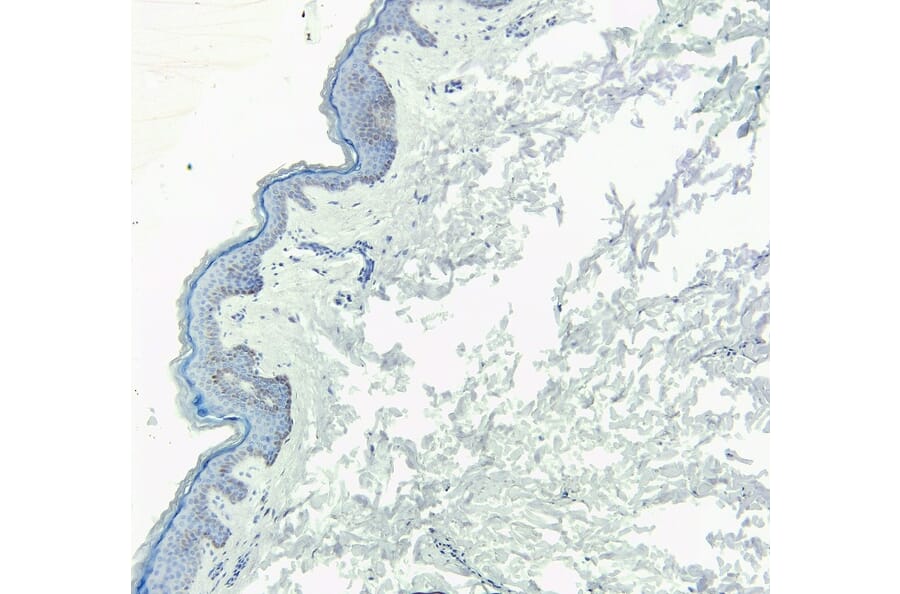 Immunohistochemistry - Anti-KDM2B Antibody (A82622) - Antibodies.com