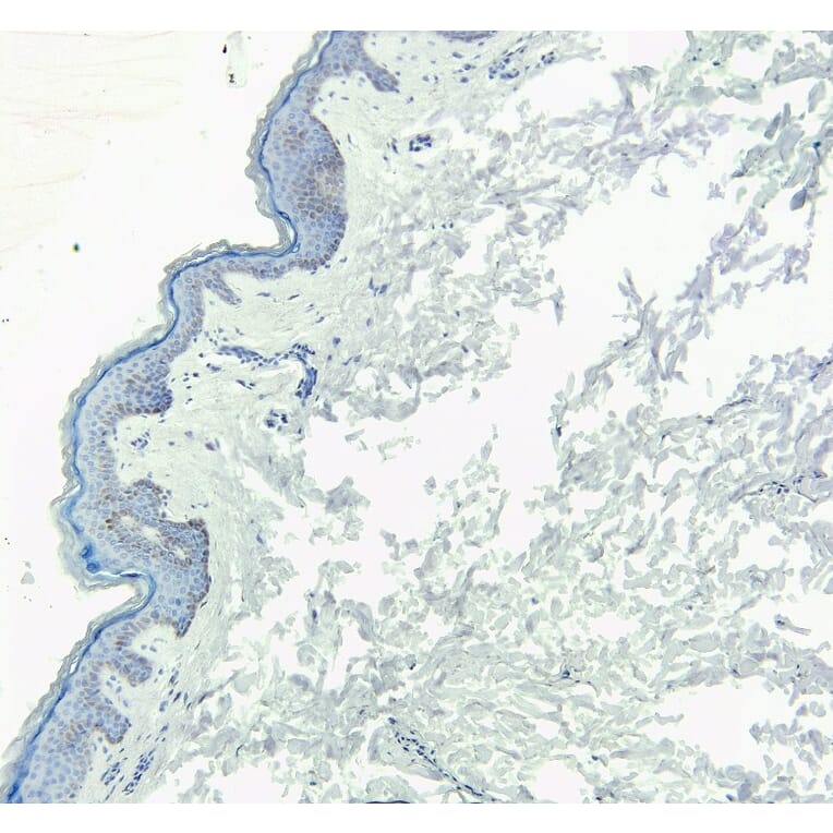 Immunohistochemistry - Anti-KDM2B Antibody (A82622) - Antibodies.com