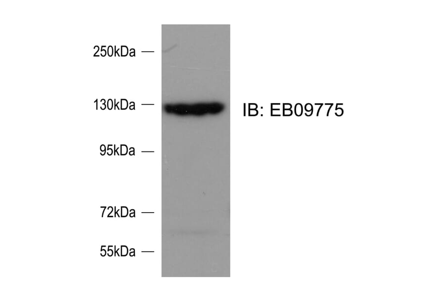 Western Blot - Anti-srGAP2 Antibody (A82623) - Antibodies.com