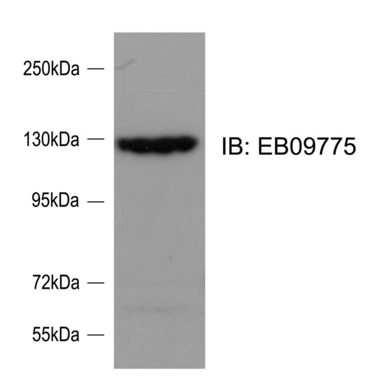 Western Blot - Anti-srGAP2 Antibody (A82623) - Antibodies.com