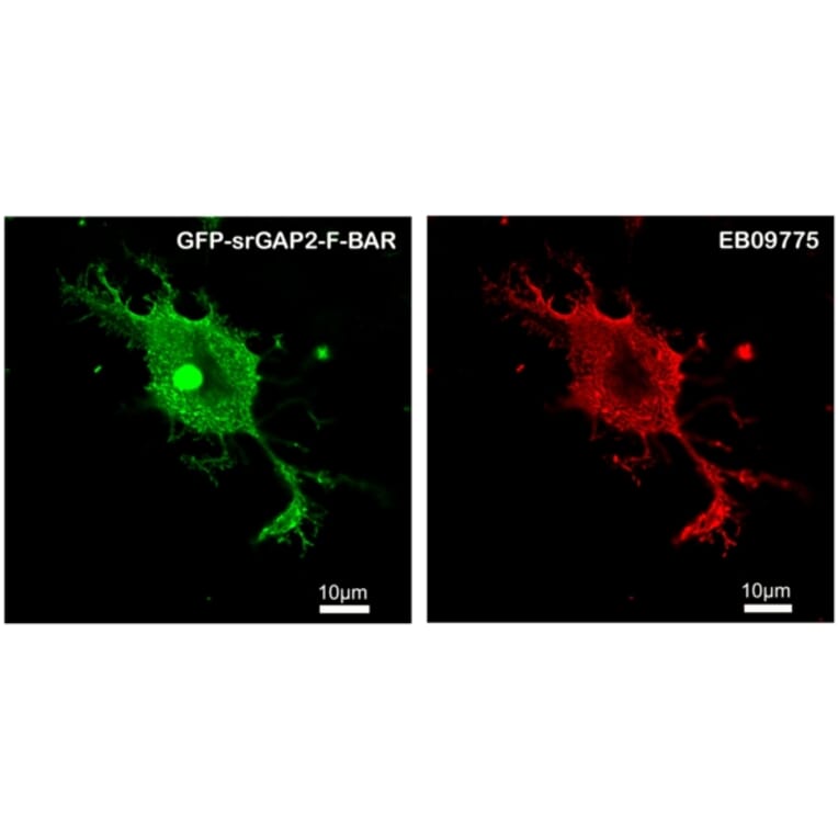 Immunofluorescence - Anti-srGAP2 Antibody (A82623) - Antibodies.com