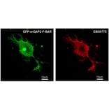 Immunofluorescence - Anti-srGAP2 Antibody (A82623) - Antibodies.com