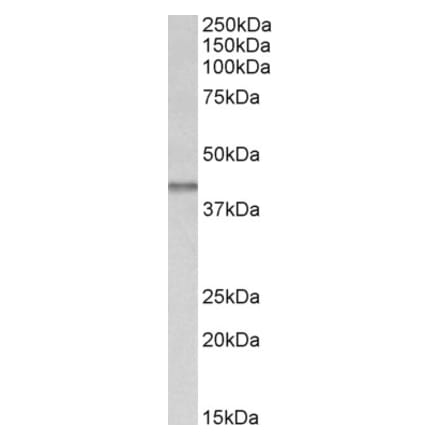 Western Blot - Anti-IDH3B Antibody (A82626) - Antibodies.com