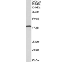 Western Blot - Anti-IDH3B Antibody (A82627) - Antibodies.com