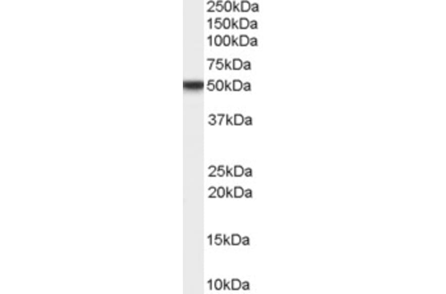 Western Blot - Anti-TFPI Antibody (A82628) - Antibodies.com