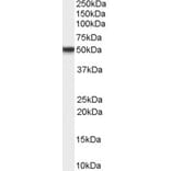 Western Blot - Anti-TFPI Antibody (A82628) - Antibodies.com