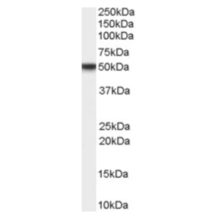 Western Blot - Anti-TFPI Antibody (A82628) - Antibodies.com