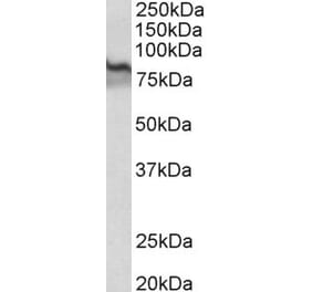 Western Blot - Anti-Transglutaminase 2 Antibody (A82631) - Antibodies.com