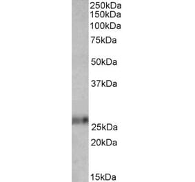 Western Blot - Anti-Ephrin A1 Antibody (A82632) - Antibodies.com