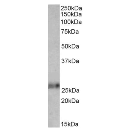 Western Blot - Anti-EFNA1 Antibody (A82632) - Antibodies.com