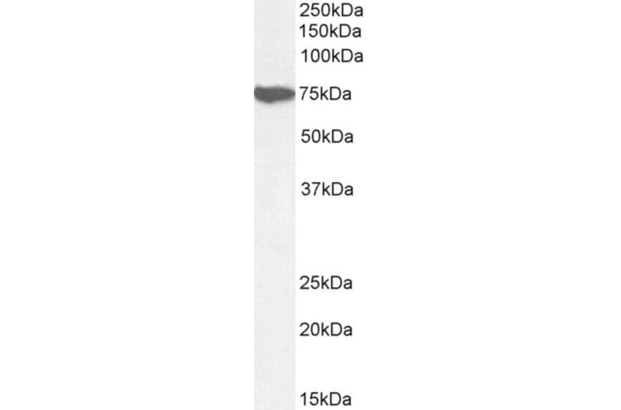 Western Blot - Anti-Munc18-1 Antibody (A82633) - Antibodies.com