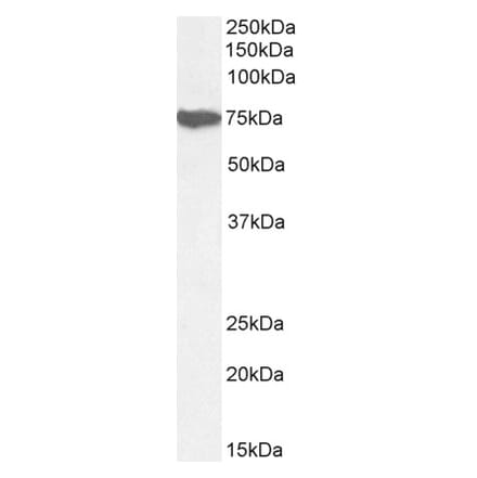 Western Blot - Anti-Munc18-1 Antibody (A82633) - Antibodies.com