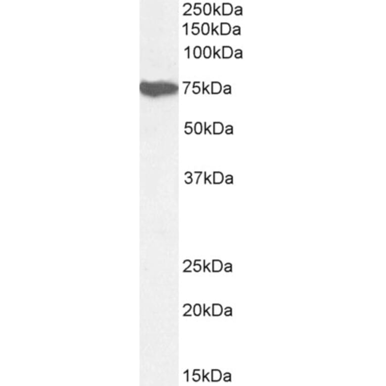 Western Blot - Anti-Munc18-1 Antibody (A82633) - Antibodies.com