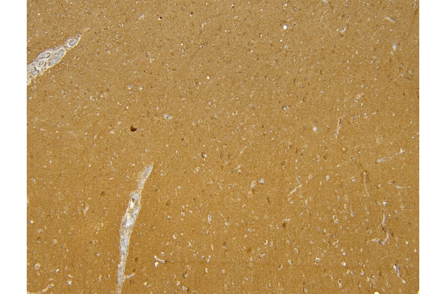 Immunohistochemistry - Anti-Munc18-1 Antibody (A82633) - Antibodies.com