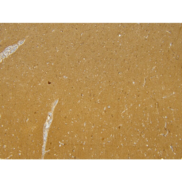 Immunohistochemistry - Anti-Munc18-1 Antibody (A82633) - Antibodies.com