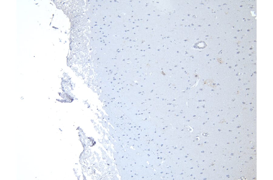 Immunohistochemistry - Anti-Munc18-1 Antibody (A82633) - Antibodies.com