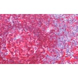 Immunohistochemistry - Anti-CD74 Antibody (A82638) - Antibodies.com