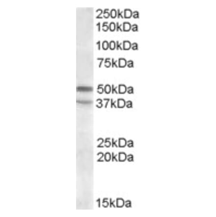 Western Blot - Anti-5HT7 Receptor Antibody (A82640) - Antibodies.com