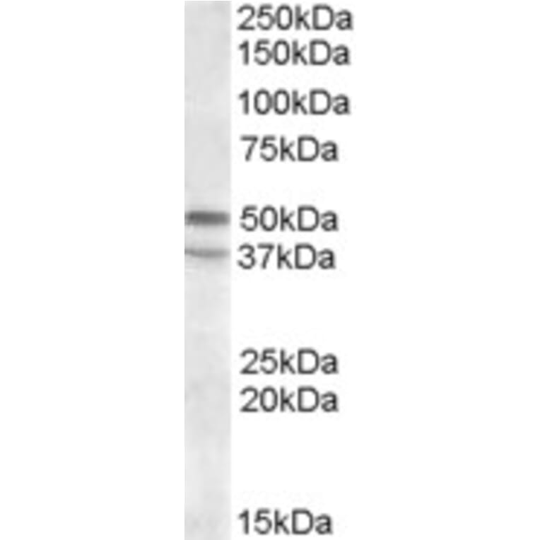 Western Blot - Anti-5HT7 Receptor Antibody (A82640) - Antibodies.com