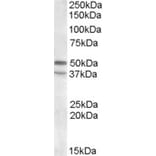 Western Blot - Anti-5HT7 Receptor Antibody (A82640) - Antibodies.com
