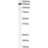 Western Blot - Anti-Factor H Antibody (A82643) - Antibodies.com