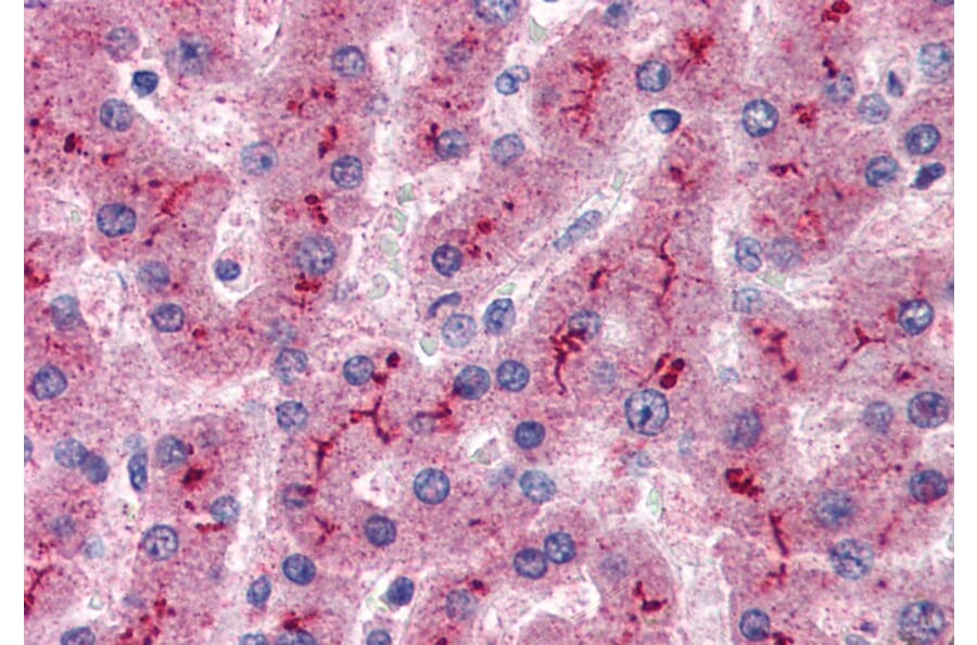 Immunohistochemistry - Anti-Factor H Antibody (A82643) - Antibodies.com