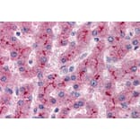 Immunohistochemistry - Anti-Factor H Antibody (A82643) - Antibodies.com