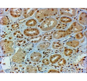 Immunohistochemistry - Anti-DMRT2 Antibody (A82646) - Antibodies.com