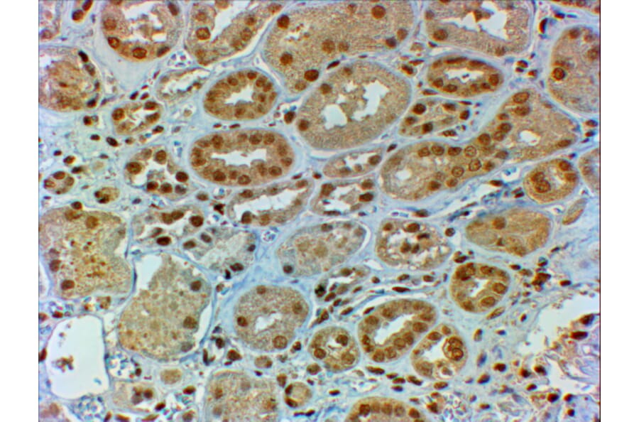 Immunohistochemistry - Anti-DMRT2 Antibody (A82646) - Antibodies.com