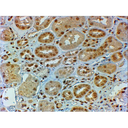 Immunohistochemistry - Anti-DMRT2 Antibody (A82646) - Antibodies.com