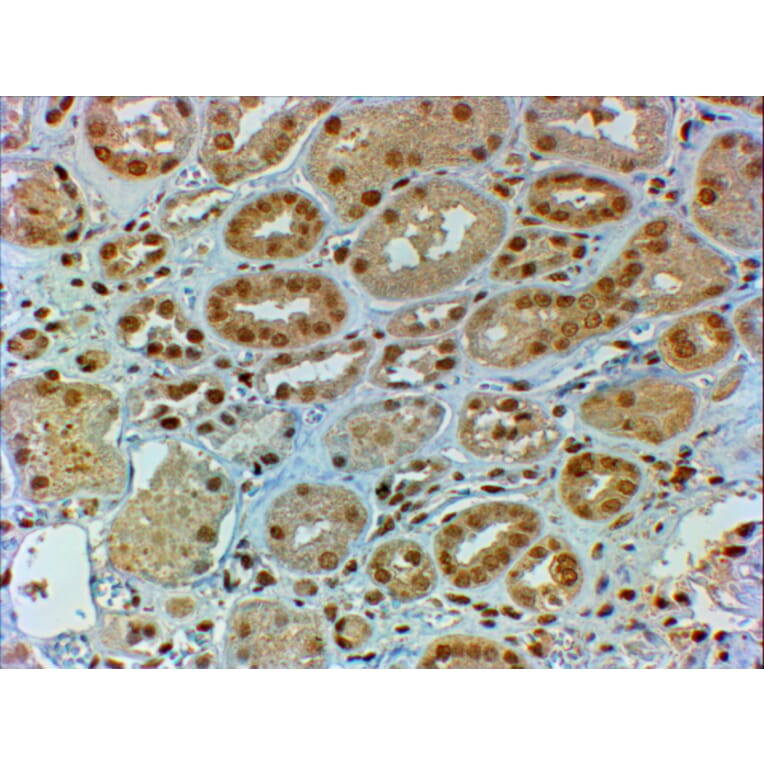 Immunohistochemistry - Anti-DMRT2 Antibody (A82646) - Antibodies.com