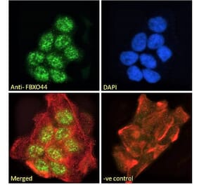 Immunofluorescence - Anti-FBXO44 Antibody (A82647) - Antibodies.com