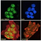 Immunofluorescence - Anti-FBXO44 Antibody (A82647) - Antibodies.com