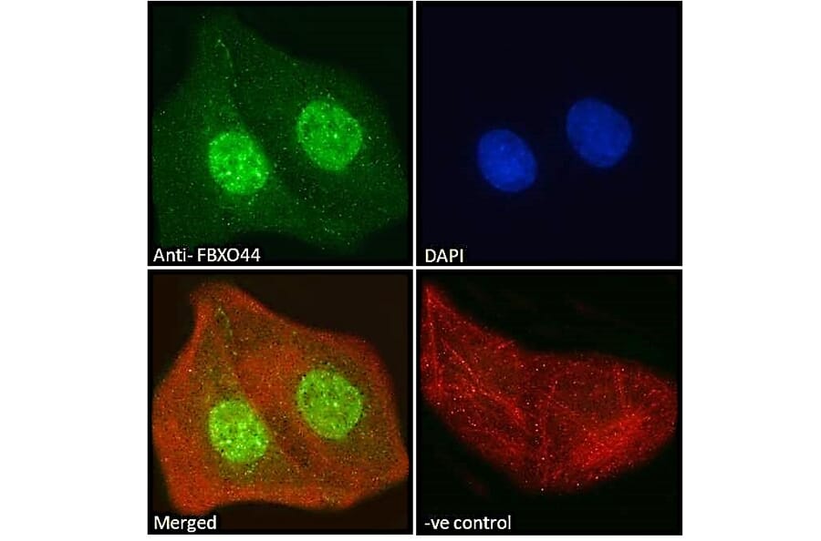 Immunofluorescence - Anti-FBXO44 Antibody (A82647) - Antibodies.com