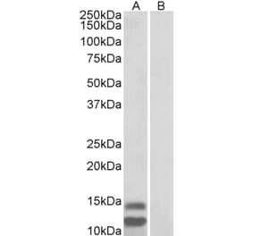 Western Blot - Anti-p15 INK4b Antibody (A82648) - Antibodies.com