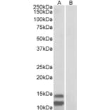 Western Blot - Anti-p15 INK4b Antibody (A82648) - Antibodies.com