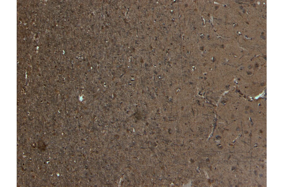 Immunohistochemistry - Anti-Kalirin Antibody (A82649) - Antibodies.com