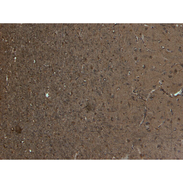 Immunohistochemistry - Anti-Kalirin Antibody (A82649) - Antibodies.com