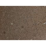 Immunohistochemistry - Anti-Kalirin Antibody (A82649) - Antibodies.com