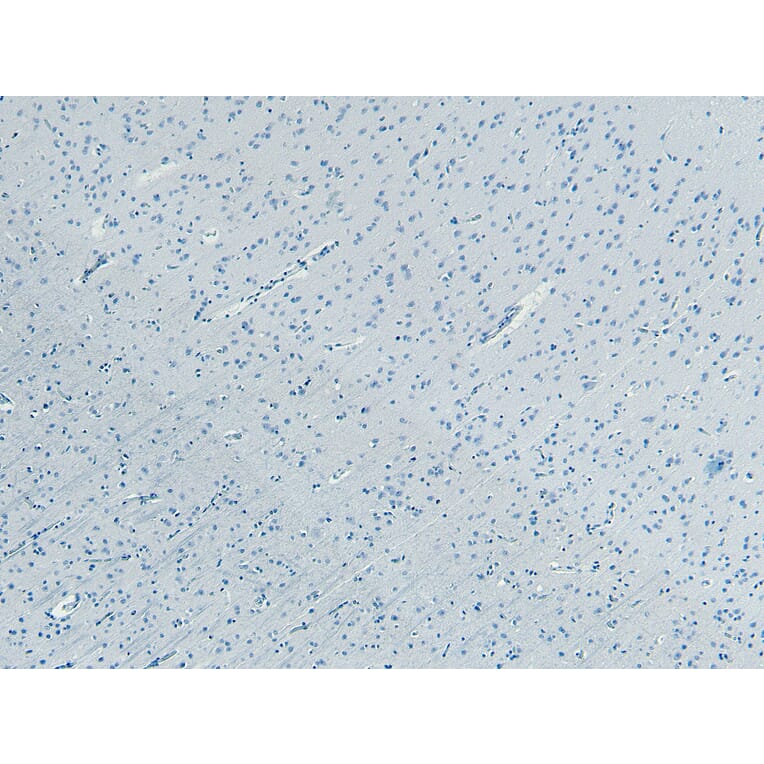 Immunohistochemistry - Anti-Kalirin Antibody (A82649) - Antibodies.com